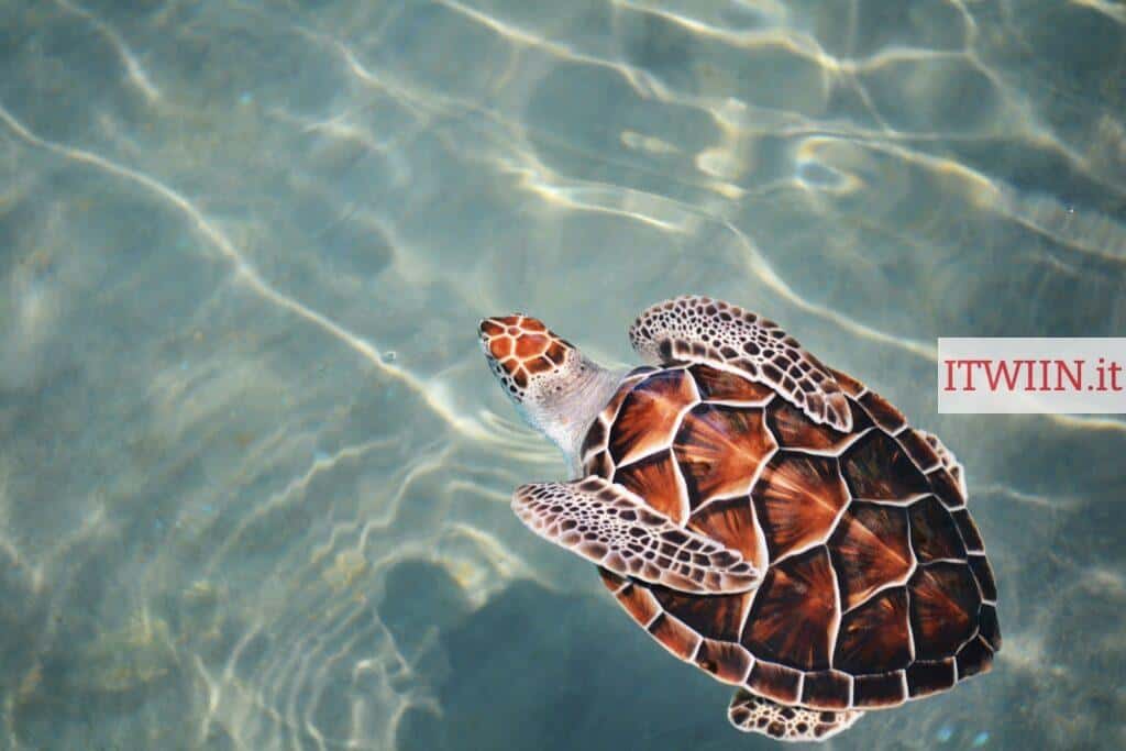 turtle swimming on body of water