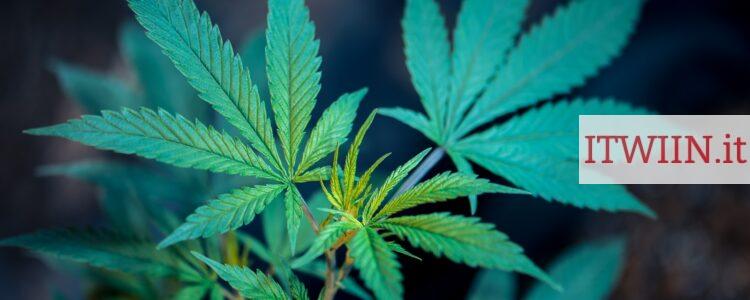 Top 3 CBD Shop en Italia