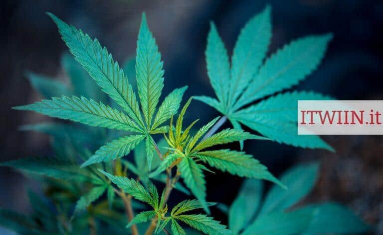 Top 3 CBD Shop en Italia