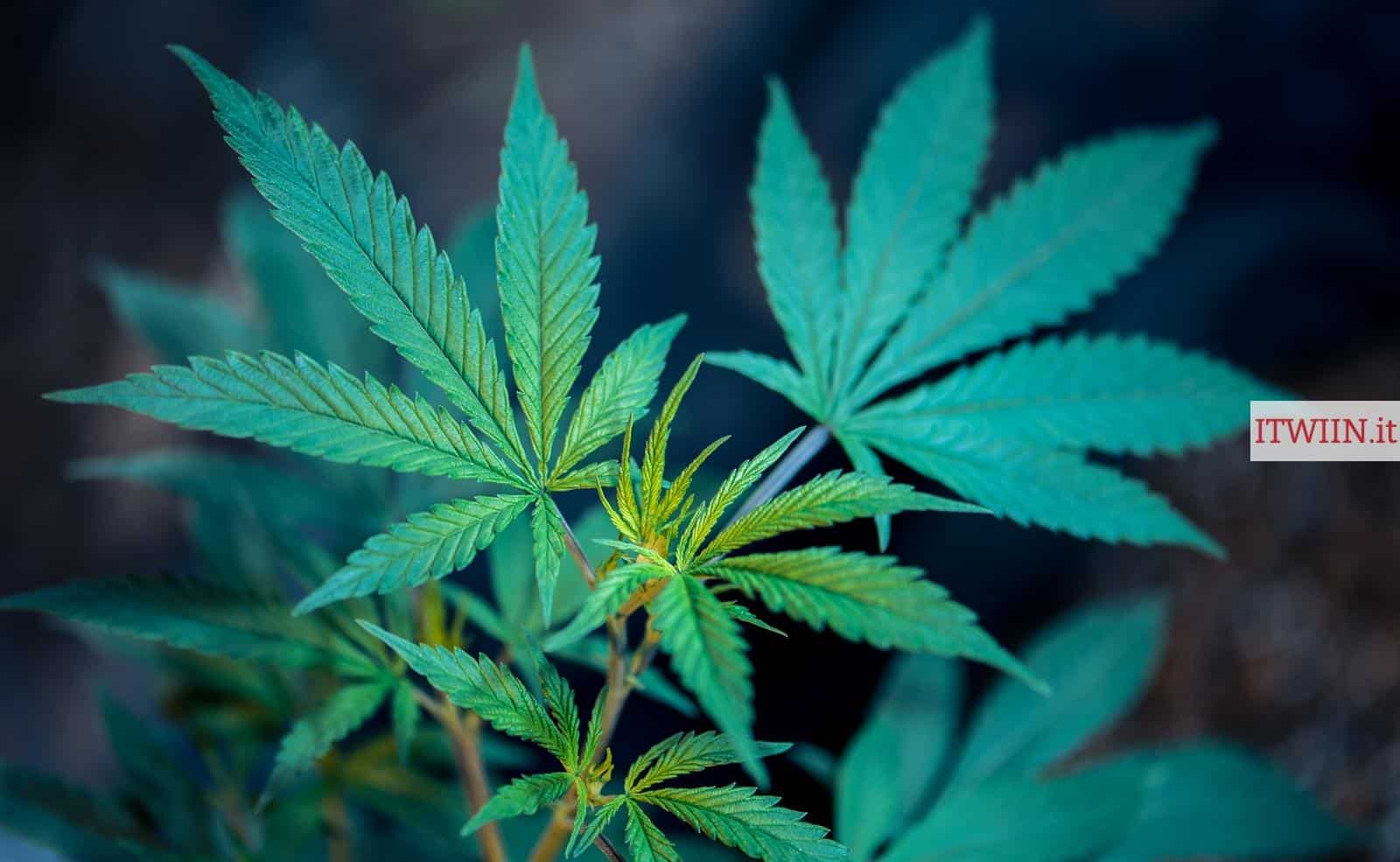 Top 3 CBD Shop en Italia