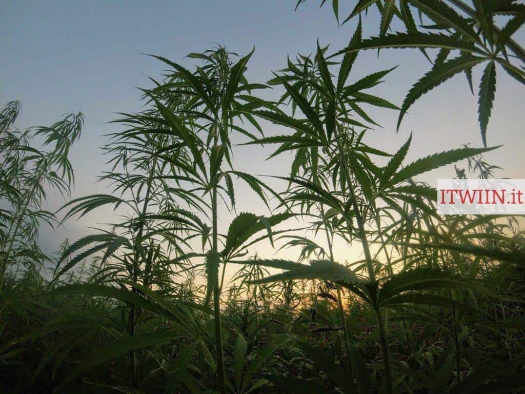 Top CBD Shop en Italia