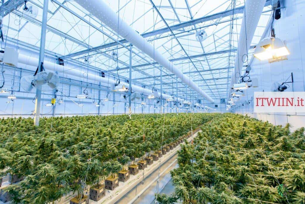 Top CBD Italia