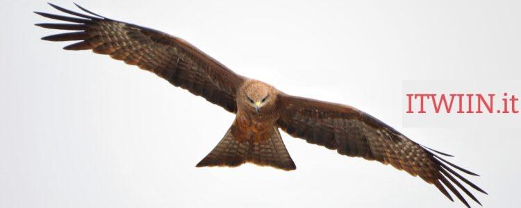 brown and white owl flying